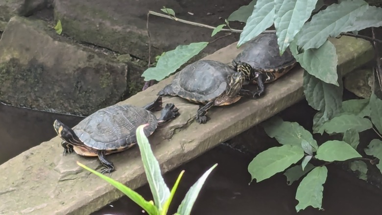 turtles